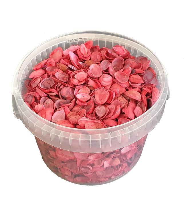 Rote Nordseemuscheln | Inhalt 3 Liter | Pro Eimer zu bestellen