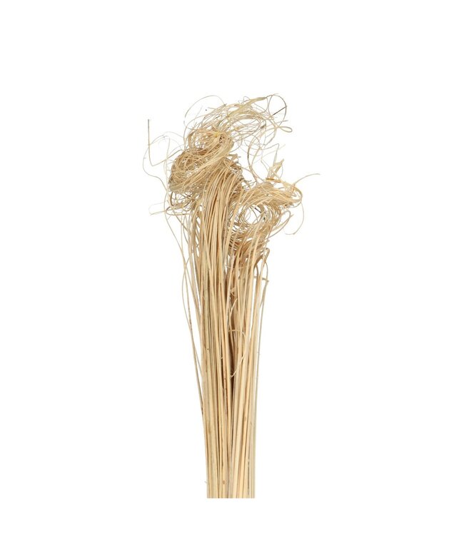 White dried curled palm leaf vein | Curly Ting Ting dry deco | Length 70 centimetres | Weight 200 grams | Available to order per piece