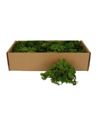 4A Lichen de renne préservé vert | Poids 400 - 500 grammes | Par pièce