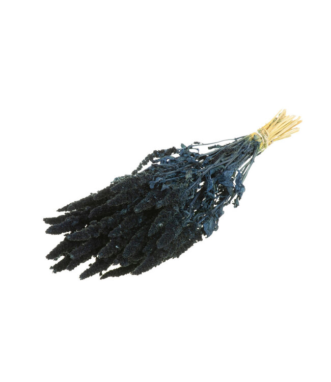 Amarante séchée bleu foncé | Amaranthus Cruentus fleurs séchées bleu foncé | Longueur ± 60 cm | Commande par bouquet