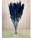 Amarante séchée bleu foncé | Amaranthus Cruentus fleurs séchées bleu foncé | Longueur ± 60 cm | Commande par bouquet