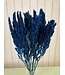 Amarante séchée bleu foncé | Amaranthus Cruentus fleurs séchées bleu foncé | Longueur ± 60 cm | Commande par bouquet