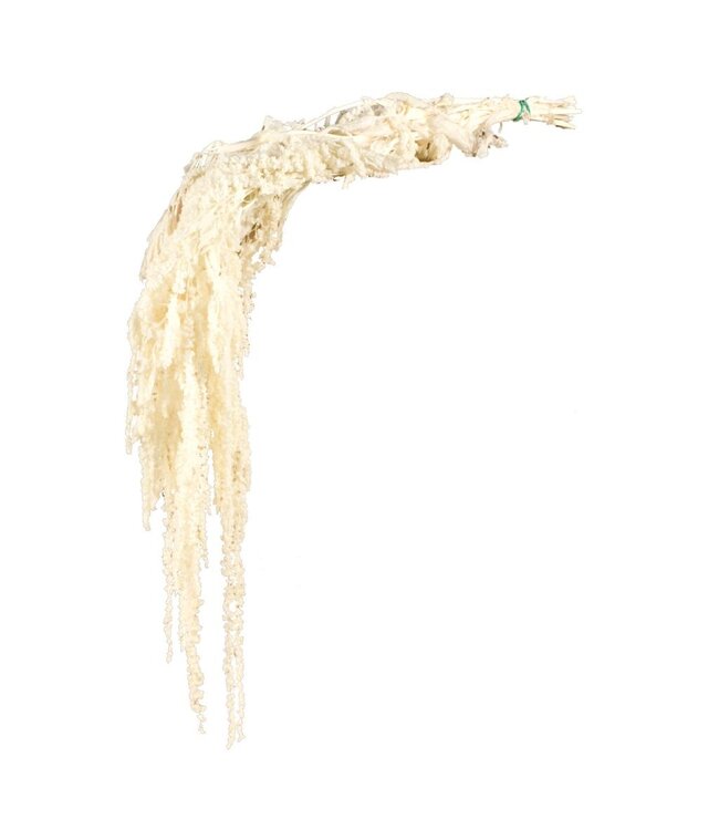 Wit gebleekte Amaranthus Caudatus | Gepreserveerd | Lengte 50 - 80 centimeter | Per stuk te bestellen
