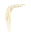 White Bleached Amaranthus Caudatus | Preserved | Length 50 - 80 centimetres | Available per piece