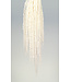 White Bleached Amaranthus Caudatus | Preserved | Length 50 - 80 centimetres | Available per piece