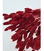 Gedroogde Phalaris Rood | Kanariegras droogbloemen | Lengte 75 centimeter | Per bos te bestellen