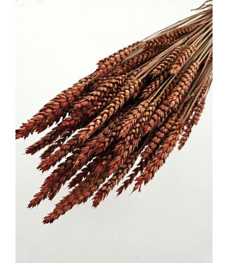 MyFlowers Blé séché orange intense | Fleurs séchées orange intense Triticum | Longueur ± 70 centimètres | Par grappe