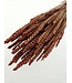 Blé séché orange intense | Fleurs séchées Triticum orange intense | Longueur ± 70 centimètres | Commande par bouquet