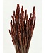 Blé séché orange intense | Fleurs séchées Triticum orange intense | Longueur ± 70 centimètres | Commande par bouquet