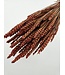 Blé séché orange intense | Fleurs séchées Triticum orange intense | Longueur ± 70 centimètres | Commande par bouquet