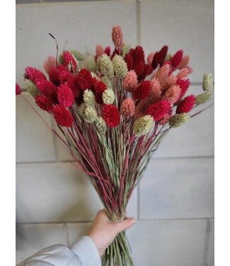 MyFlowers Red shades bouquet Canary grass | Phalaris bouquet of dried flowers with red shades | Length ± 65 cm | Per bouquet