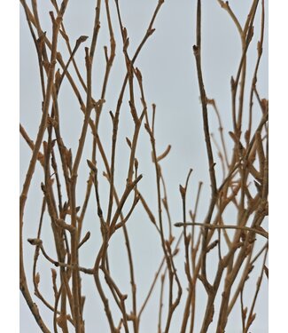 MyFlowers Salmon-coloured dried birch branches | Length ± 70 cm | Per bunch of 10 branches