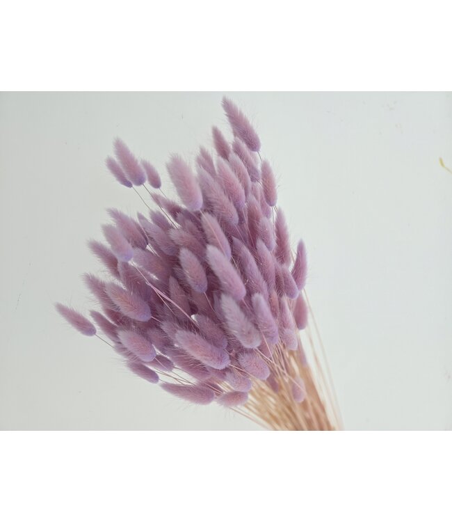 Lagurus séché Glicine | Queue de lièvre fleurs séchées | Longueur 75 centimètres | À commander par bouquet