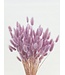 Lagurus séché Glicine | Queue de lièvre fleurs séchées | Longueur 75 centimètres | À commander par bouquet