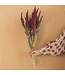 Amaranthus Cruentus rouge | Fleurs séchées de quenouille | Longueur 55 centimètres | Commande par bouquet