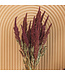 Amaranthus Cruentus rouge | Fleurs séchées de quenouille | Longueur 55 centimètres | Commande par bouquet