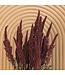Amaranthus Cruentus rouge | Fleurs séchées de quenouille | Longueur 55 centimètres | Commande par bouquet