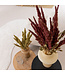 Amaranthus Cruentus rouge | Fleurs séchées de quenouille | Longueur 55 centimètres | Commande par bouquet