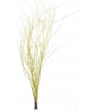 MyFlowers Yellow dried birch branches | Length ± 60 cm | Per bunch of 10 branches