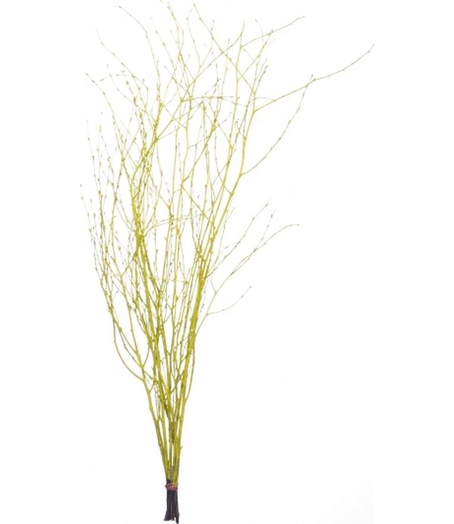 Yellow dried birch branches | Length ± 60 cm | Order per bunch of 10 branches