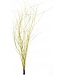 Yellow dried birch branches | Length ± 60 cm | Order per bunch of 10 branches