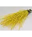 Yellow dried birch branches | Length ± 60 cm | Order per bunch of 10 branches