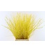 Yellow dried birch branches | Length ± 60 cm | Order per bunch of 10 branches