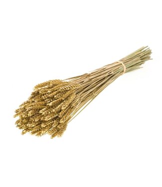 MyFlowers Blé séché doré | Fleurs séchées de Triticum doré | Longueur ± 70 centimètres | Par grappe