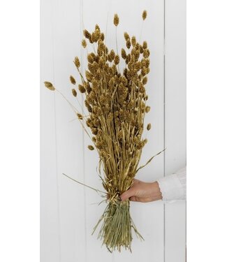 MyFlowers Golden dried Canary Grass | Golden Phalaris dried flowers | Length ± 65 cm | Per bunch