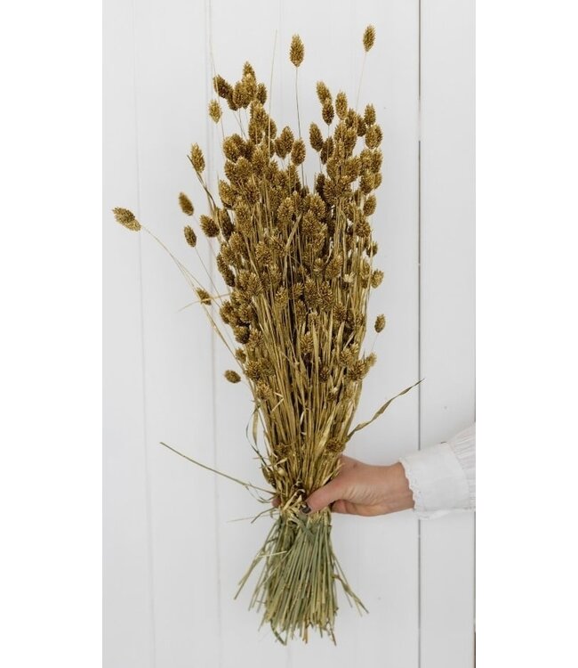 Golden Canary Grass | Golden Phalaris dried flowers | Length ± 65 cm | Order per bunch
