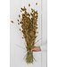 Golden Canary Grass | Golden Phalaris dried flowers | Length ± 65 cm | Order per bunch