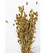 Golden Canary Grass | Golden Phalaris dried flowers | Length ± 65 cm | Order per bunch
