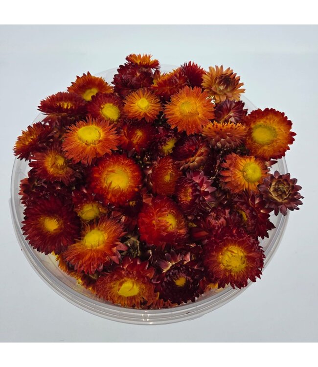Têtes de Helichrysum rouges | Dans un seau refermable pratique | Commandable par 100 grammes