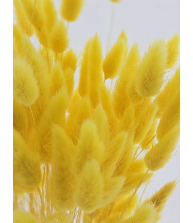 Lagurus séché Jaune | Queue de lièvre fleurs séchées | Longueur 75 centimètres | À commander par bouquet