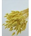 Lagurus séché Jaune | Queue de lièvre fleurs séchées | Longueur 75 centimètres | À commander par bouquet