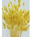 Lagurus séché Jaune | Queue de lièvre fleurs séchées | Longueur 75 centimètres | À commander par bouquet
