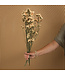 Salmon-coloured Dried Bulrush | Salmon-coloured Statice Sinuata dried flowers | Length ± 70 centimetres | Can be ordered per bunch