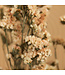Lambsore séché de couleur saumon | Statice Sinuata fleurs séchées de couleur saumon | Longueur ± 70 centimètres | Peut être commandé par bouquet