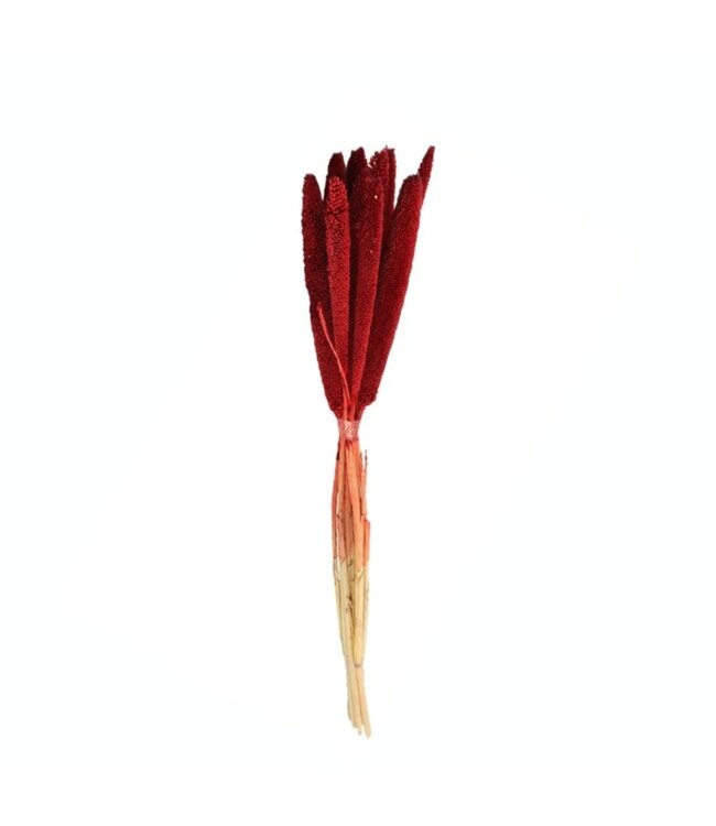Dried Red Babala | Pearl Millet Dried Flowers | Length ± 75 centimetres | Available to order per 10 pieces