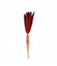 Dried Red Babala | Pearl Millet Dried Flowers | Length ± 75 centimetres | Available to order per 10 pieces