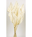 Bleached Palm Spear branches | Length 50 centimetres | Width 8 - 10 centimetres | Available to order per 10 pieces
