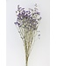 Lavande de mer séchée bleue | Fleurs séchées Limonium Diamond bleu | Longueur ± 70 cm | Commande par 5 tiges