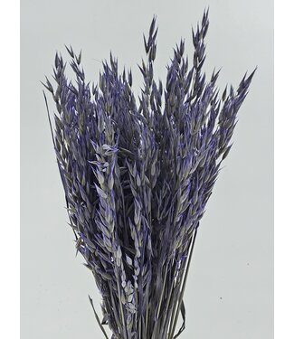 MyFlowers Avoine séchée Lilac Misty | Fleurs séchées Lilac Avena | Longueur 70 centimètres | Par bouquet