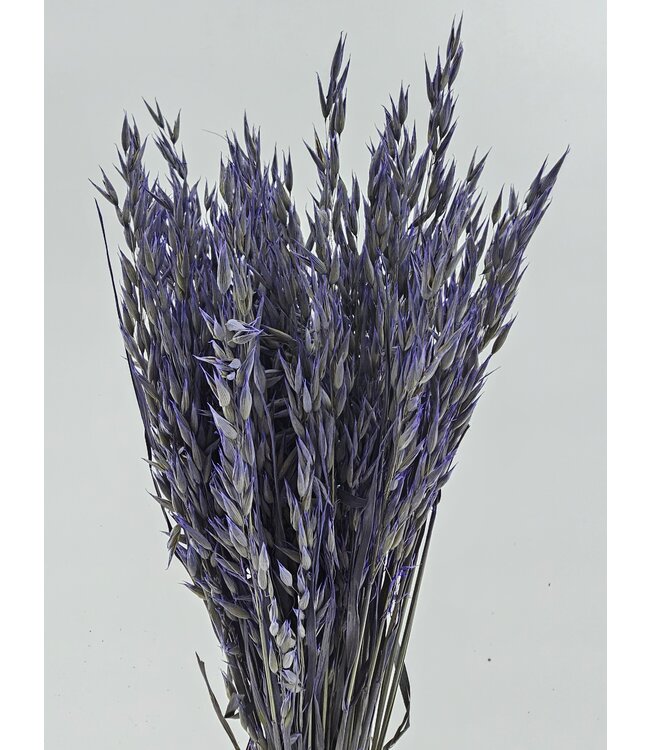 Avoine séchée Lilac Misty | Fleurs séchées Lilac Avena | Longueur 70 centimètres | Commande par bouquet