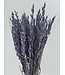 Avoine séchée Lilac Misty | Fleurs séchées Lilac Avena | Longueur 70 centimètres | Commande par bouquet
