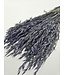 Lilac Misty dried oats | Lilac Avena dried flowers | Length 70 centimetres | Order per bunch