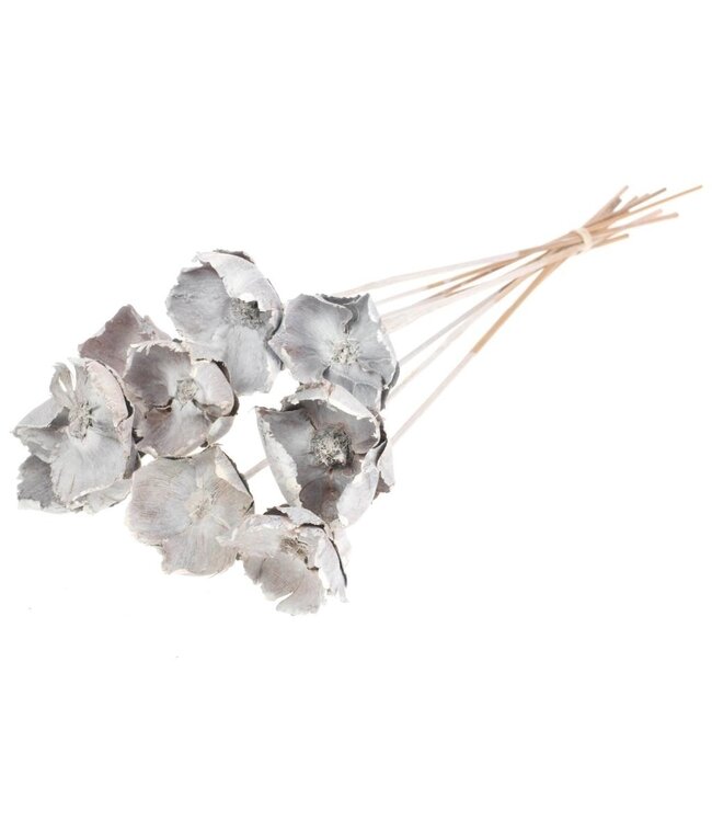 White Misty dried Palm Cup | White Palm Cup dried flowers | Packed per 10 branches