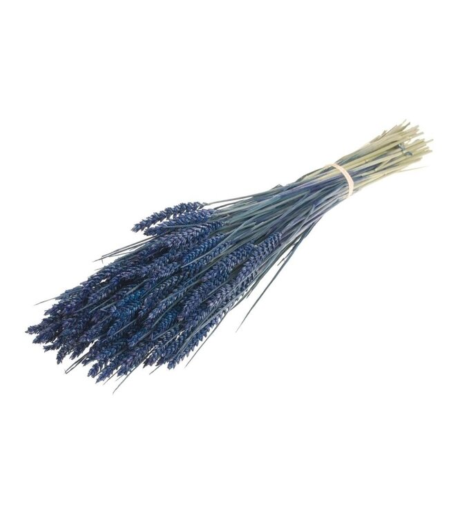 Blé séché bleu foncé | Fleurs séchées Triticum bleu foncé | Longueur ± 70 centimètres | Commande par bouquet