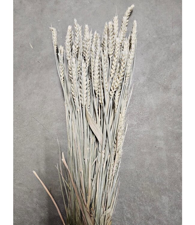Blé blanc doux séché | Triticum fleurs séchées | Longueur 60-70 centimètres | À commander par bouquet