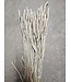 Blé blanc doux séché | Triticum fleurs séchées | Longueur 60-70 centimètres | À commander par bouquet
